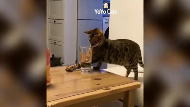 Cute and to Keep You Smiling!