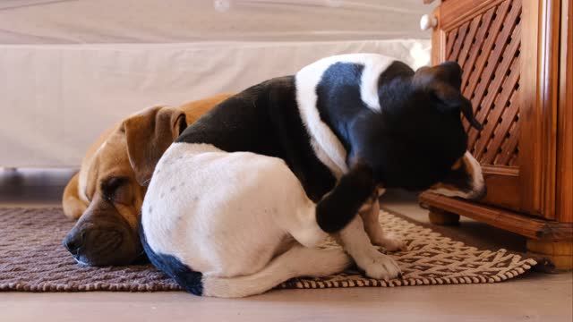 Dogs Resting on a Carpet