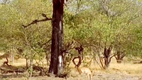 Leopard hunting baby deer