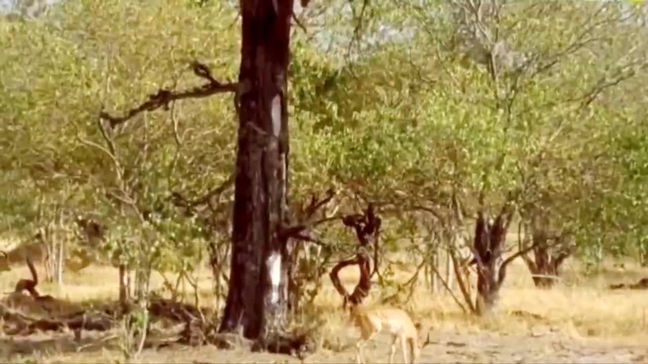 Leopard hunting baby deer