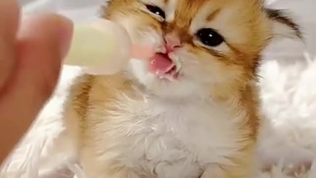 Little cats cute and funny videos #pets #funnycats #shorts #cats