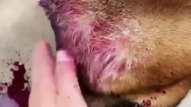 Extreme pet dog death reaction 😂