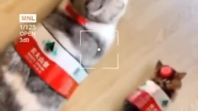 Try Not To laugh challenge 😂 Funny Cats 😁