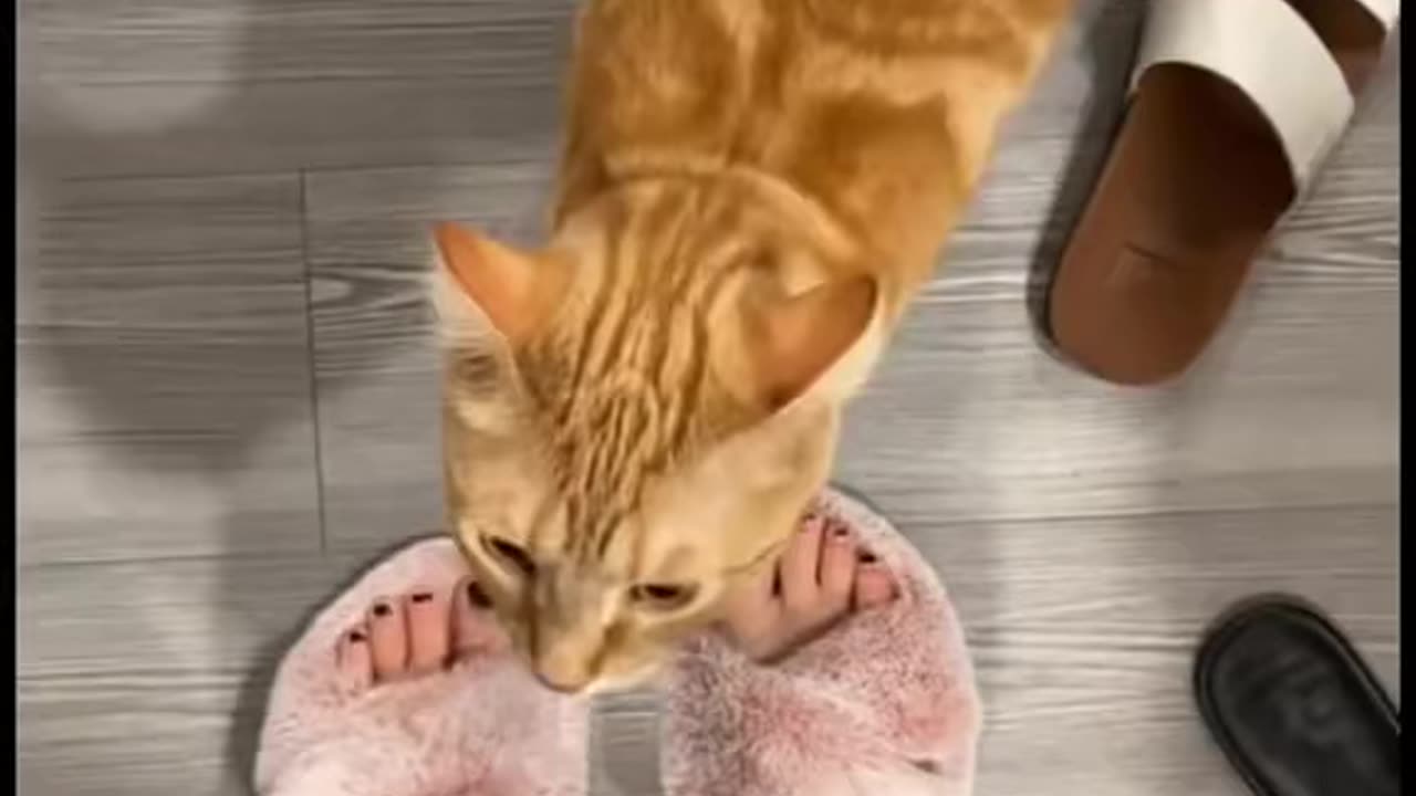 Orange Cats Are The Best!😂