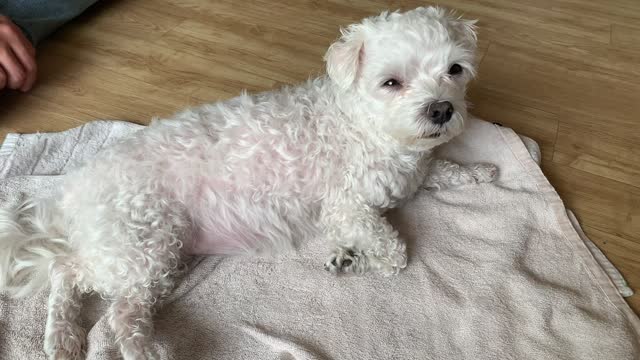 Tired puppy after washing up.