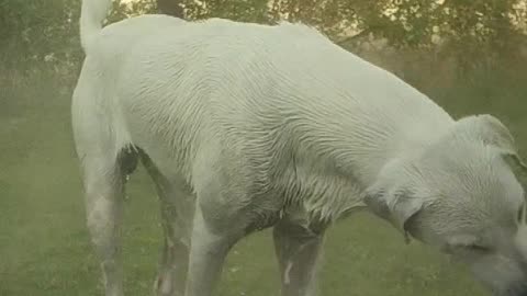 Dog showering out door