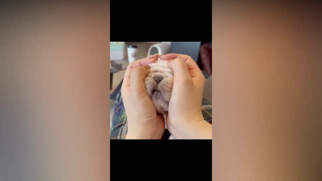 Cute Puppy funny video | Puppy video compilation