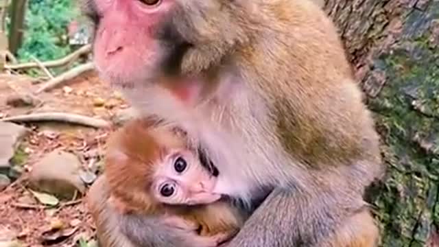  Try don't laugh ! Some monkey funny clips