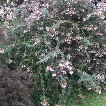 This summer flowering shrub is called albelia grandaflora