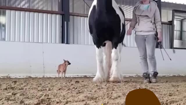 horse dancing with his caretaker