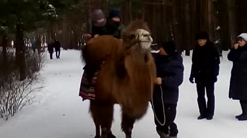 Camel and children.