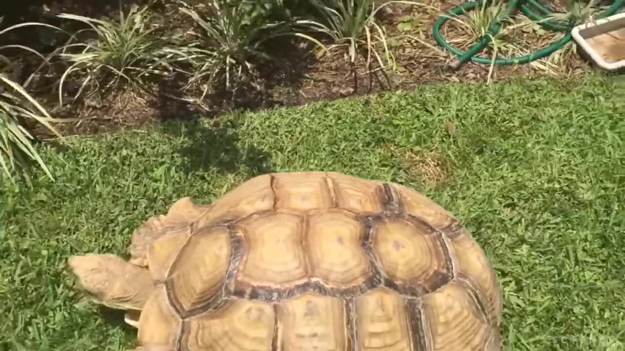 the biggest turtle in the world