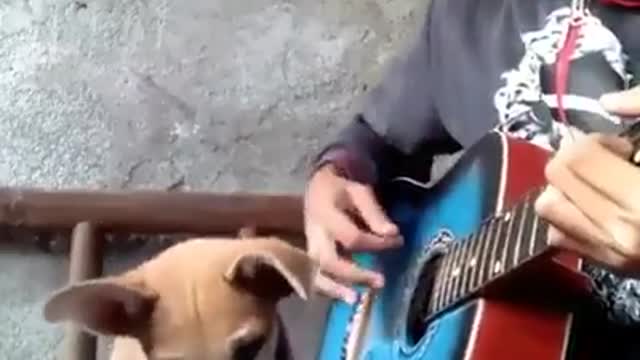 Funny Dog Singing with Guitar