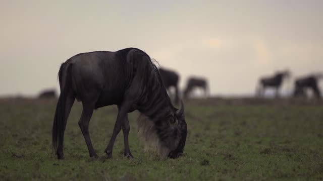 Cow eating grass in ultra HD Stock fotage