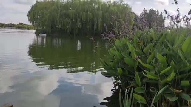 Lake view and sky willow tree Reeds beautiful scenery