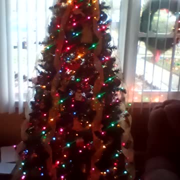 Corgi is getting excited for christmas