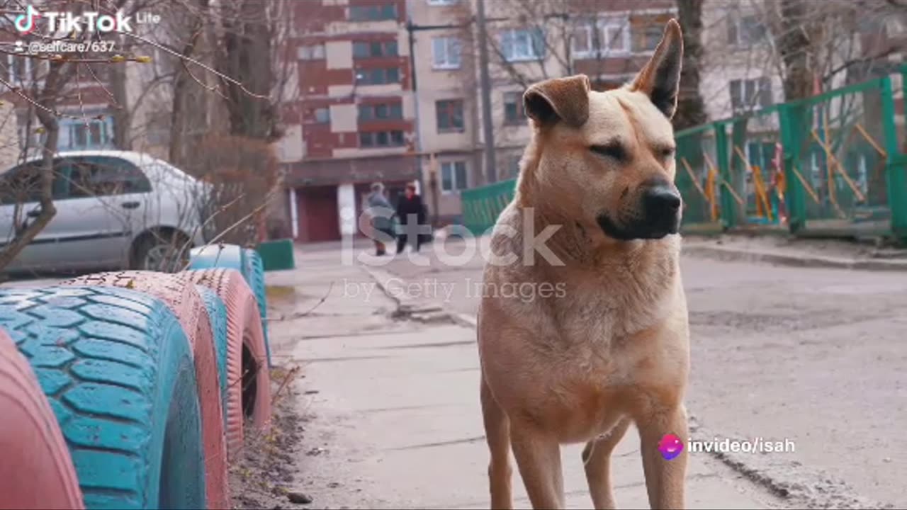 Felix: The street dog hero part 2