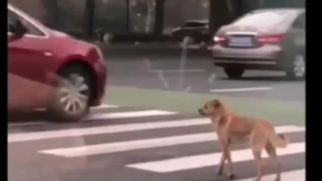 Cute dog is scared to cross the road