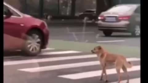 Cute dog is scared to cross the road