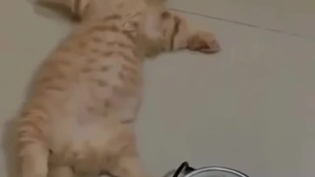 Sleep cats react