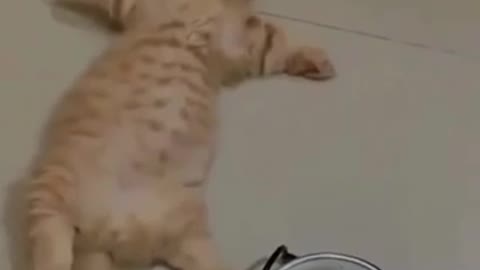 Sleep cats react