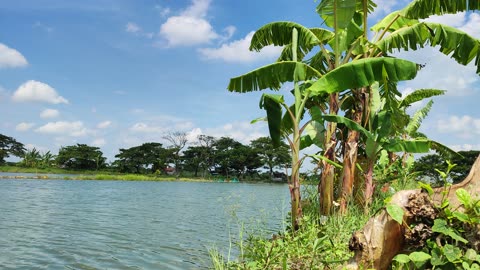 Suasana di sawah mancing di tambak ikan milik sendiri