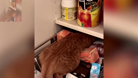 The cat hiding in the closet