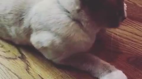 Cat not being able to take net of its head