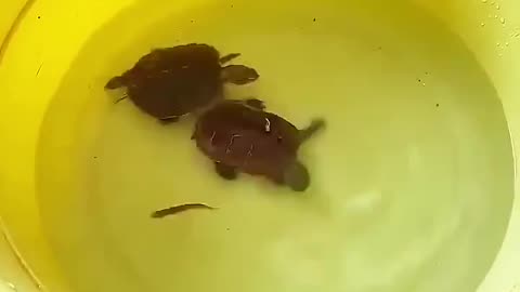 Cute turtles caught a little fish