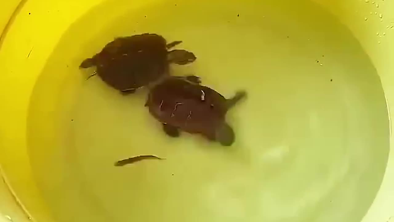 Cute turtles caught a little fish