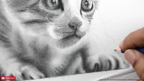 How to Draw Realistic Cat for BEGINNERS | Fur Drawing Technique.