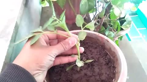 Tomato grafting technique// how to graft tomato plant at home