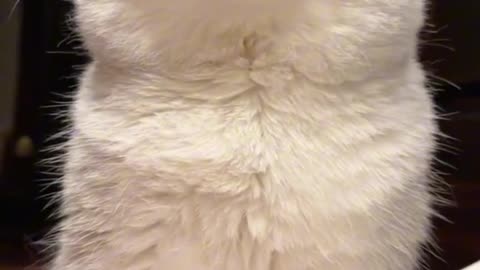 Animals for y