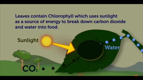 Nature's balance: oxygen