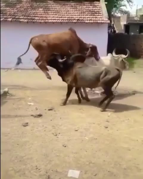 keep away from this cow, this trademark is registered