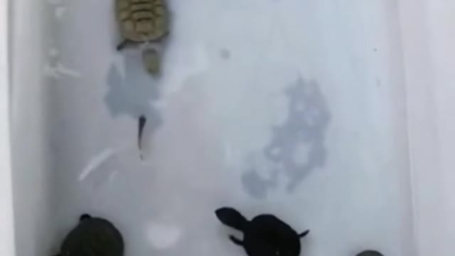 # Race for survival 🐠🐢