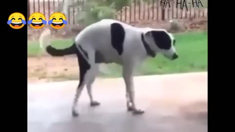 Funniest Dog's 🐶 and pigs 😹 - Awesome Funny Pets Animals