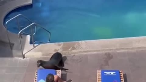 Funny animals 😀 #funny #funnydogs #funnyanimals