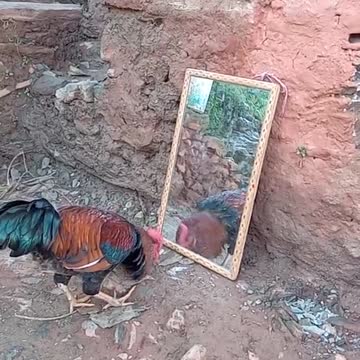 Hen in mirror comedy