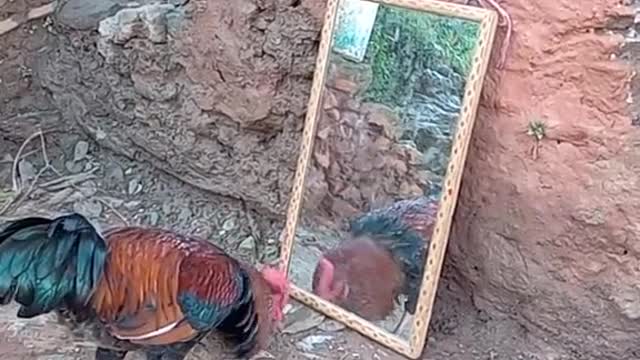 Hen in mirror comedy