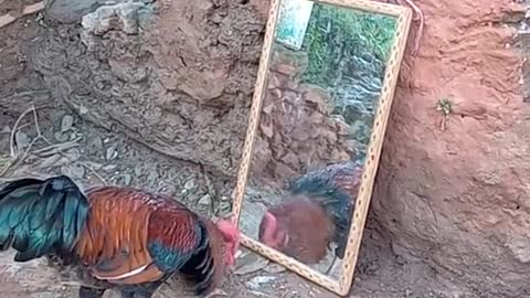 Hen in mirror comedy