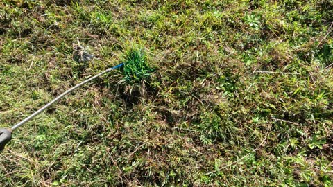 69- Rats Tail Grass killing the plant in pastures 2. 10. 2022