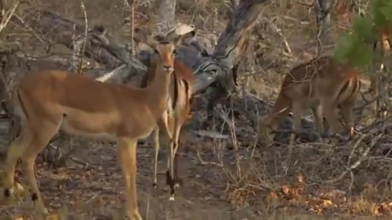 Safari Live Videos-Sunrise- Aug 23- Impalas. Most showing signs of pregnancy