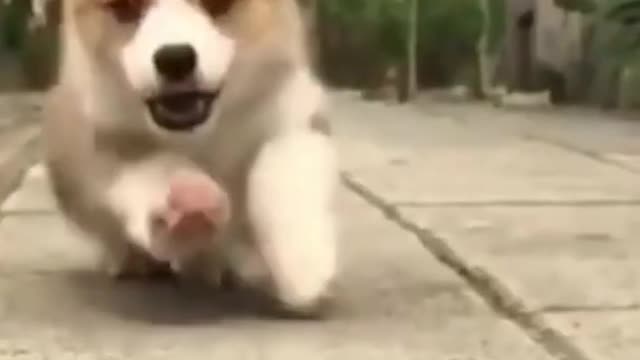 fun or funniest! Funny dogs hilarious videos