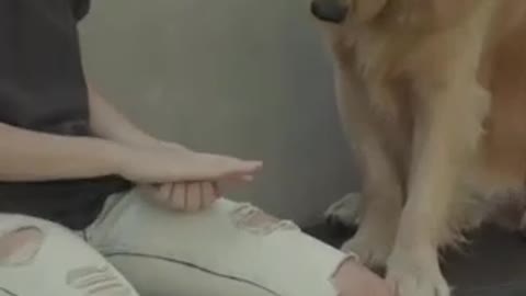 Funniest And Cutest Dog Training New #Shorts #🐾🐾