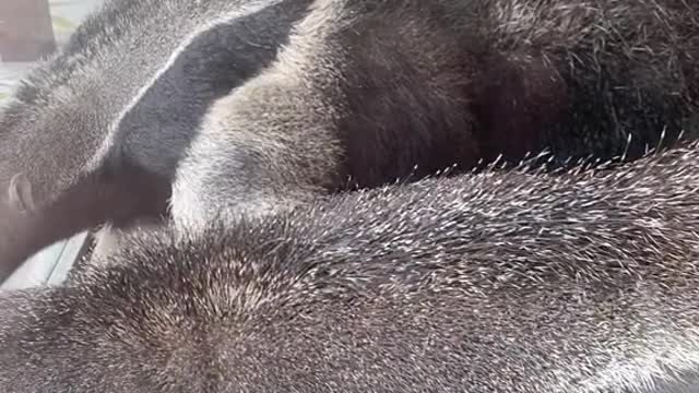 anteaters