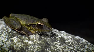 Frogs of FNQ