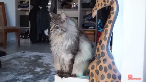 5 cats populer Indonesia - Cat Lovers