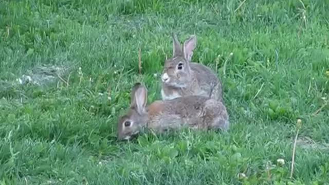 Mother rabbit thumping a warning