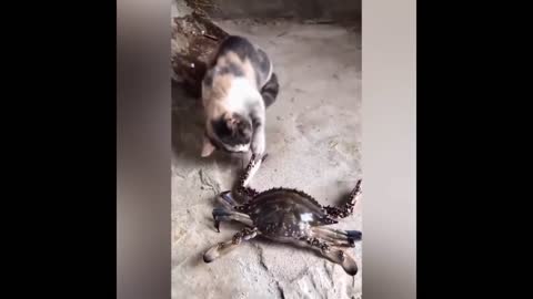 Cat 🐈 full fine video